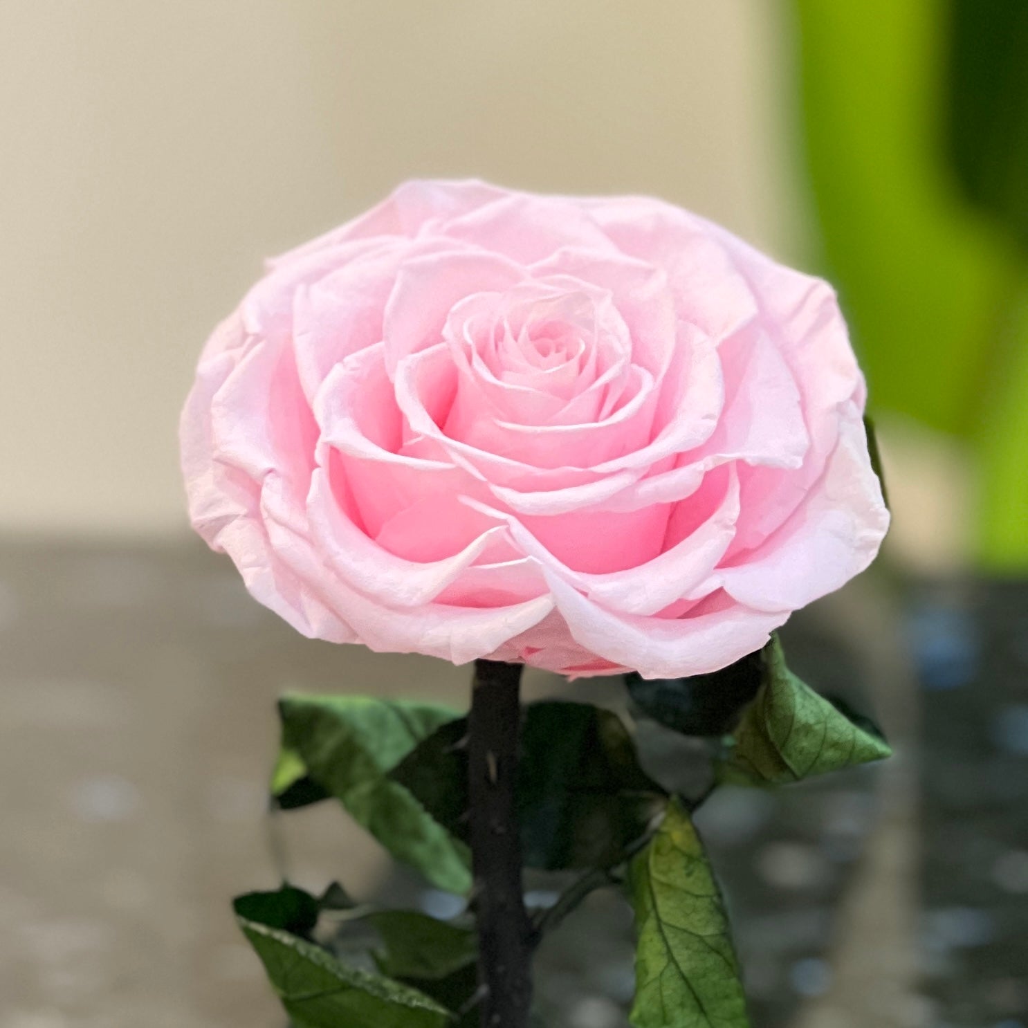 Close-up of a single real preserved pink rose Grace & Gleam