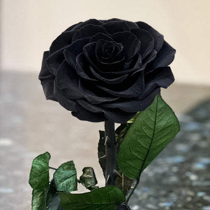Close-up of a real preserved black rose
