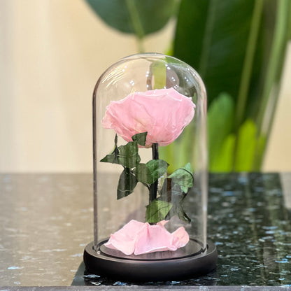 Back view of a preserved pink rose in a glass dome on a black base