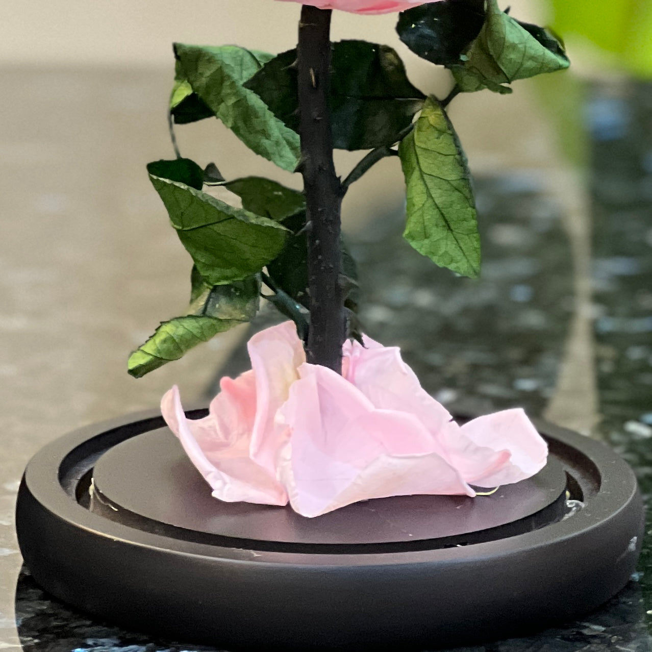 Preserved pink rose stem and fallen petals on the black dome base