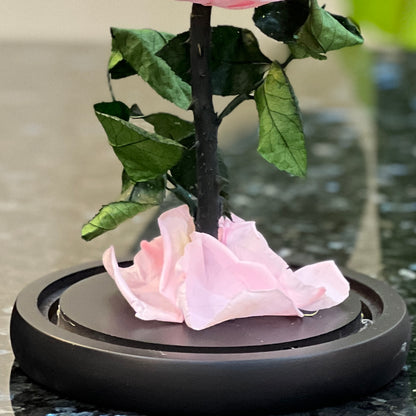 Preserved pink rose stem and fallen petals on the black dome base