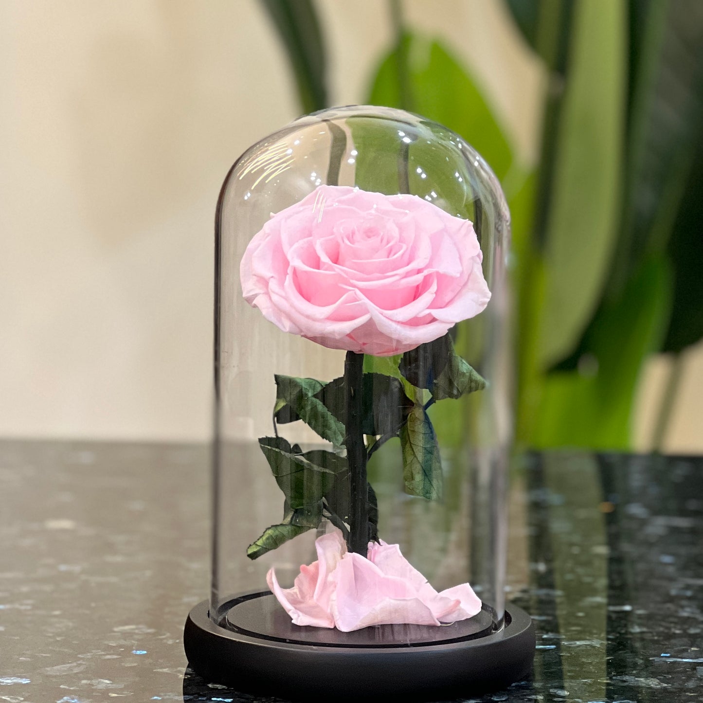 Front view of a preserved pink rose in a glass dome on a black base