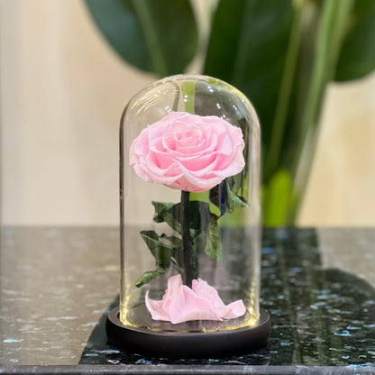 Pink forever rose glowing under a glass dome with LED light on